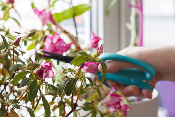 Azalea Pruning in Battle Ground