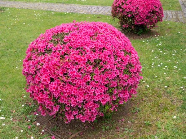 Cost of Rhododendron Pruning in Battle Ground