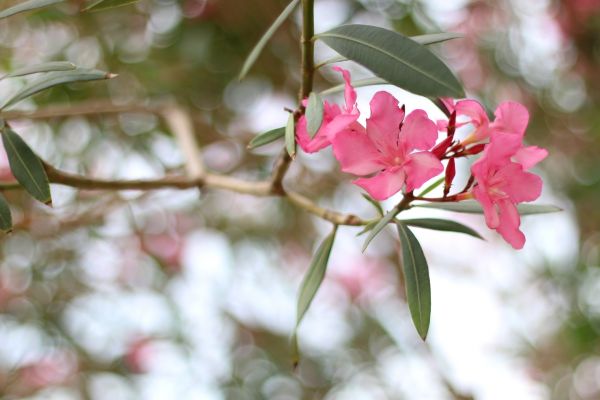 Cost of Oleander Removal in Battle Ground