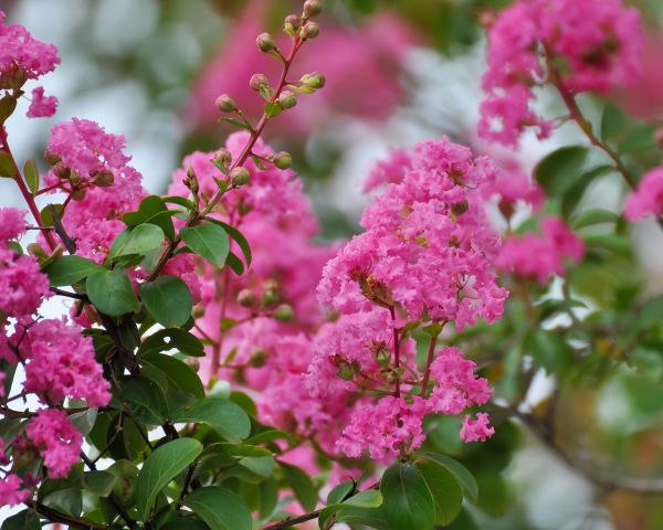 Cost of Crepe Myrtle Removal in Battle Ground