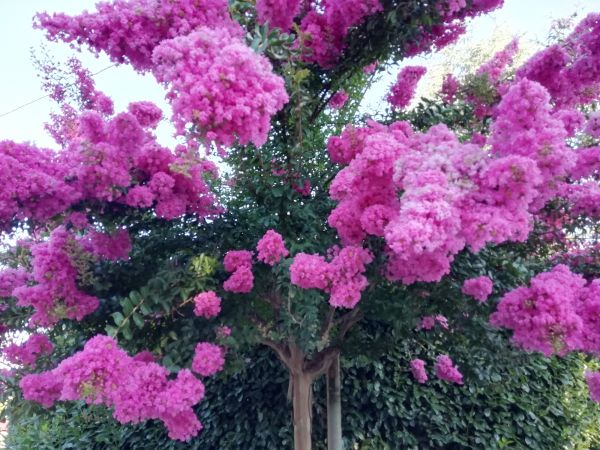 Cost of Crape Myrtle Pruning in Battle Ground