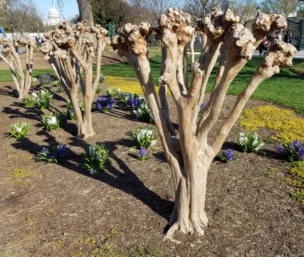 Cost of Myrtle Tree Removal in Battle Ground