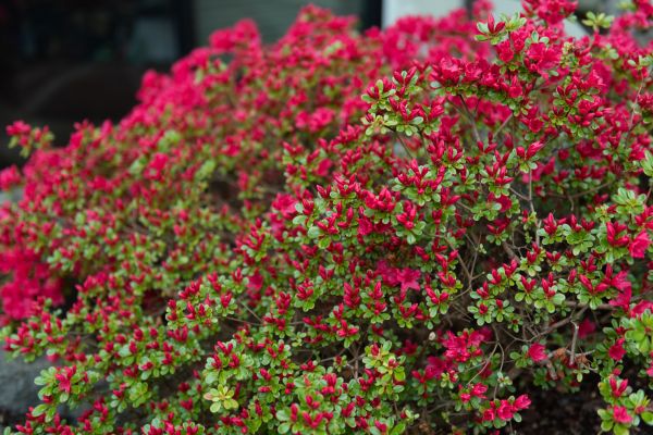 Cost of Weigela Removal Service in Battle Ground