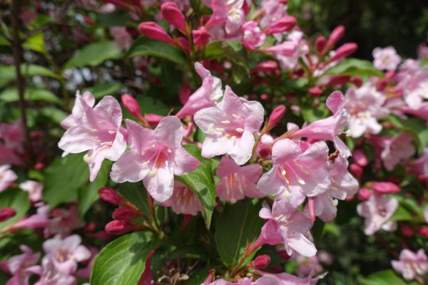 Cost of Weigela Pruning Service in Battle Ground