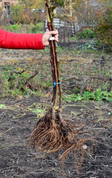 Cost of Shrub Root Removal in Battle Ground