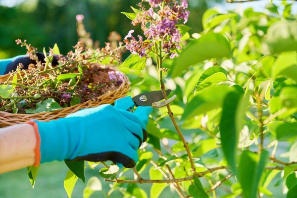 Cost of Lilac Trimming Service in Battle Ground