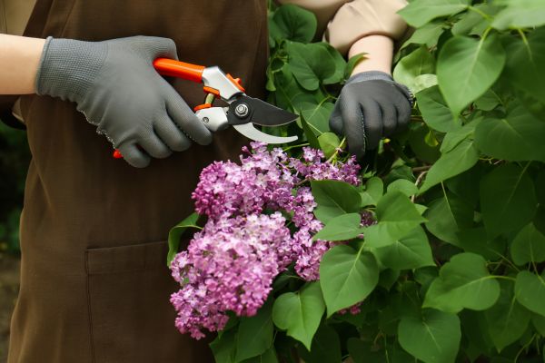 Cost of Lilac Pruning Service in Battle Ground