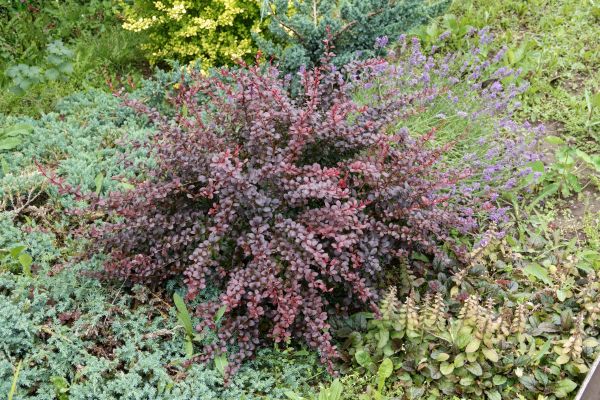 Cost of Japanese Barberry Removal in Battle Ground