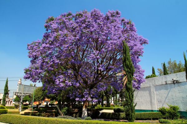 Cost of Jacaranda Pruning in Battle Ground