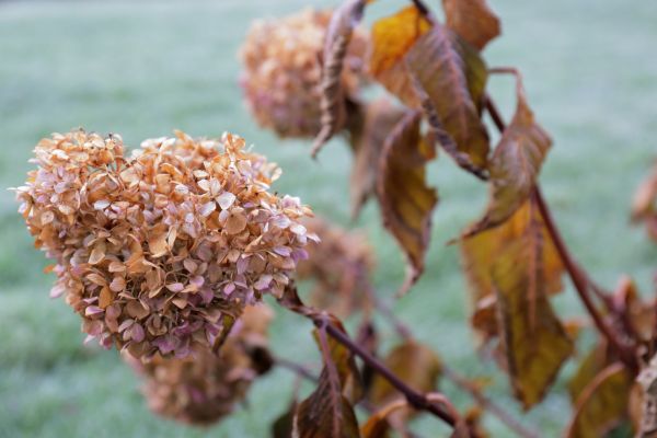 Cost of Hydrangea Removal in Battle Ground