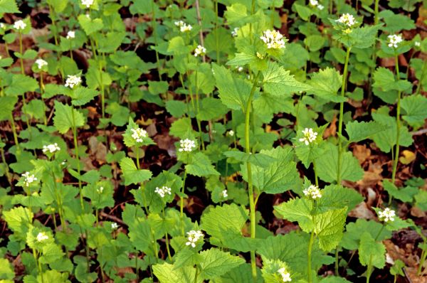 Cost of Garlic Mustard Removal in Battle Ground
