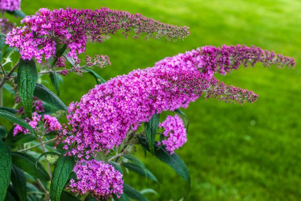 Cost of Butterfly Bush Removal in Battle Ground