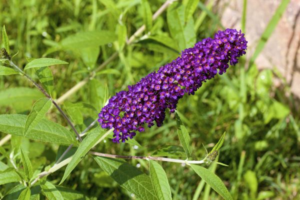 Butterfly Bush Pruning in Battle Ground
