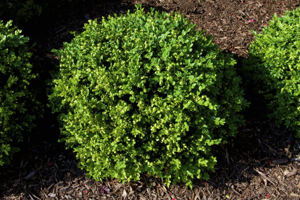 Cost of Boxwood Removal in Battle Ground