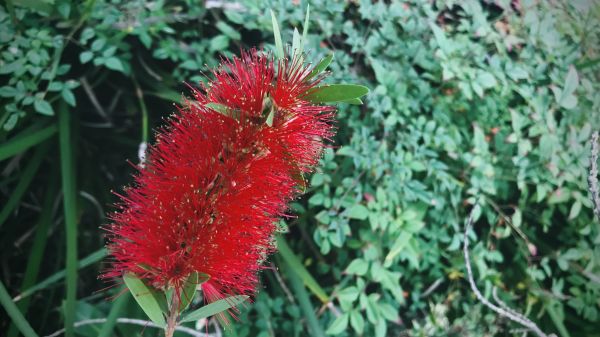 Cost of Bottlebrush Pruning in Battle Ground