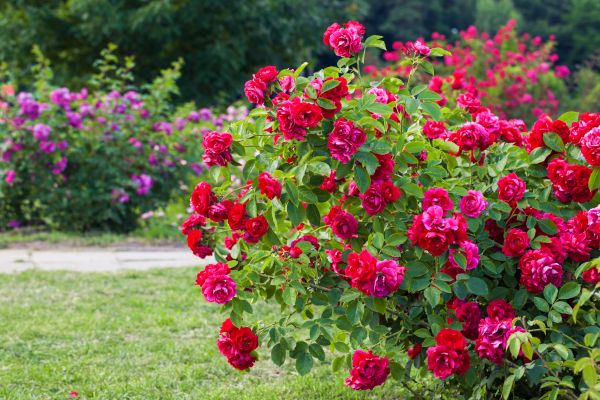 Shrub Trimming in Battle Ground