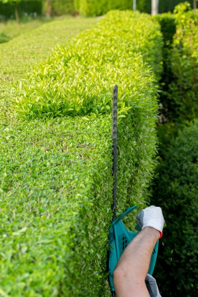Hedge Trimming in Battle Ground