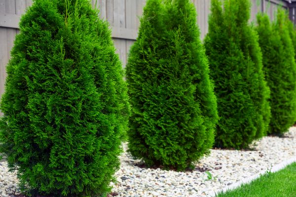 Cost of Arborvitae Trimming in Battle Ground